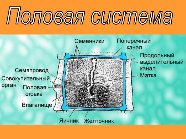 Половая система