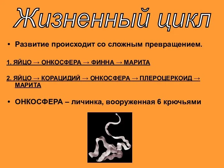 Развитие происходит со сложным превращением. 1. ЯЙЦО → ОНКОСФЕРА → ФИННА