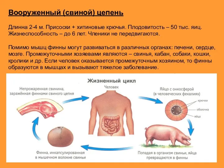 Вооруженный (свиной) цепень Длинна 2-4 м. Присоски + хитиновые крючья. Плодовитость