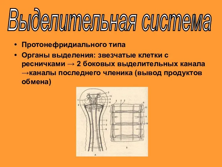 Протонефридиального типа Органы выделения: звезчатые клетки с ресничками → 2 боковых