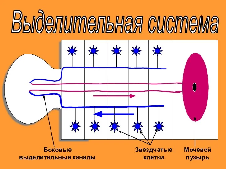 Выделительная система Мочевой пузырь Звездчатые клетки Боковые выделительные каналы