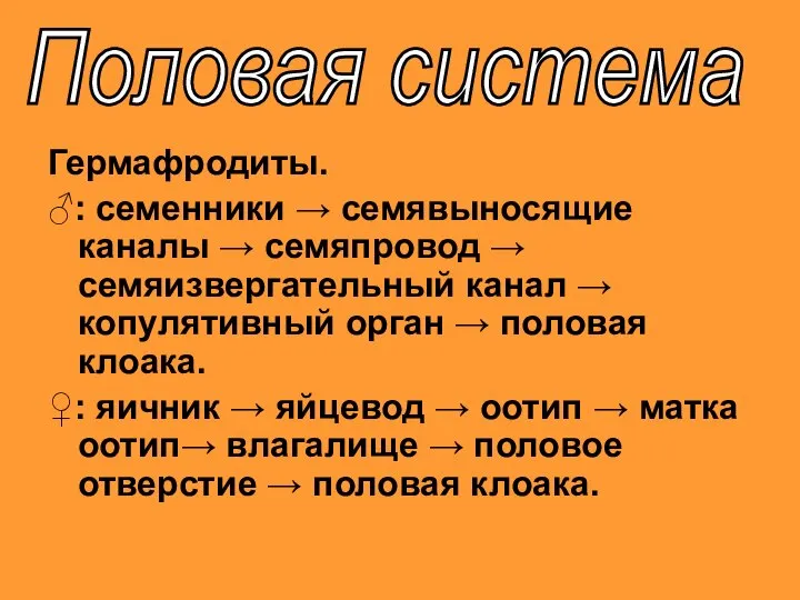 Гермафродиты. ♂: семенники → семявыносящие каналы → семяпровод → семяизвергательный канал