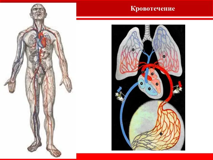 Кровотечение