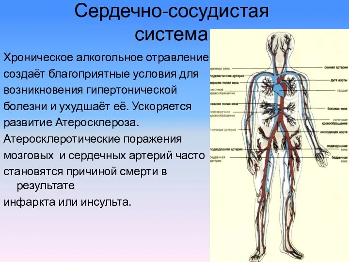 Сердечно-сосудистая система Хроническое алкогольное отравление создаёт благоприятные условия для возникновения гипертонической