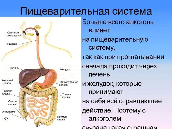 Пищеварительная система Больше всего алкоголь влияет на пищеварительную систему, так как