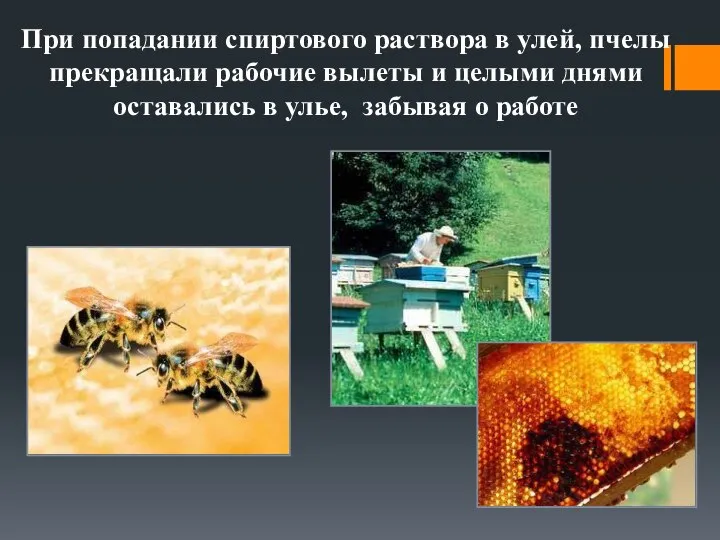 При попадании спиртового раствора в улей, пчелы прекращали рабочие вылеты и