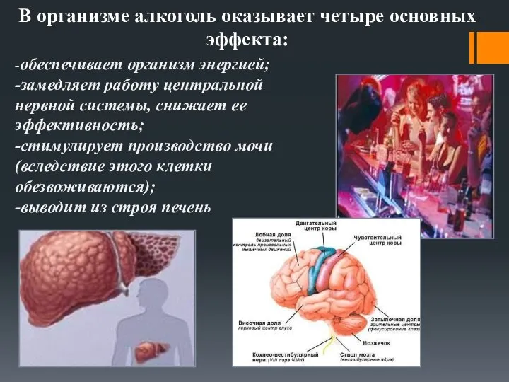 В организме алкоголь оказывает четыре основных эффекта: -обеспечивает организм энергией; -замедляет