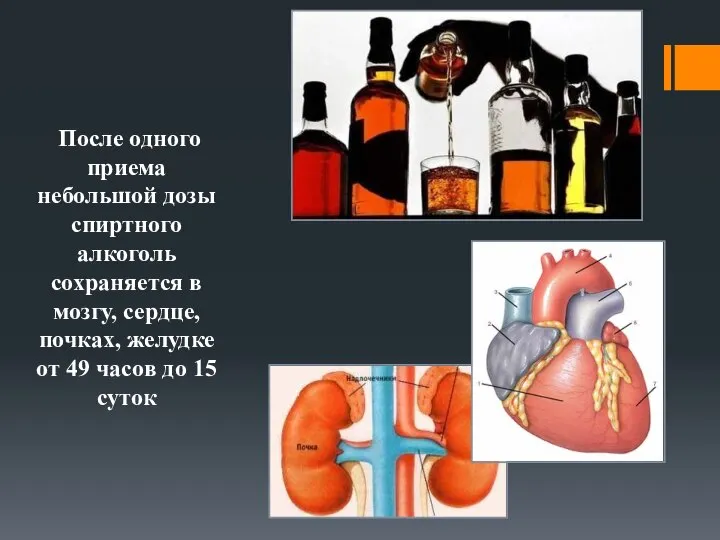 После одного приема небольшой дозы спиртного алкоголь сохраняется в мозгу, сердце,