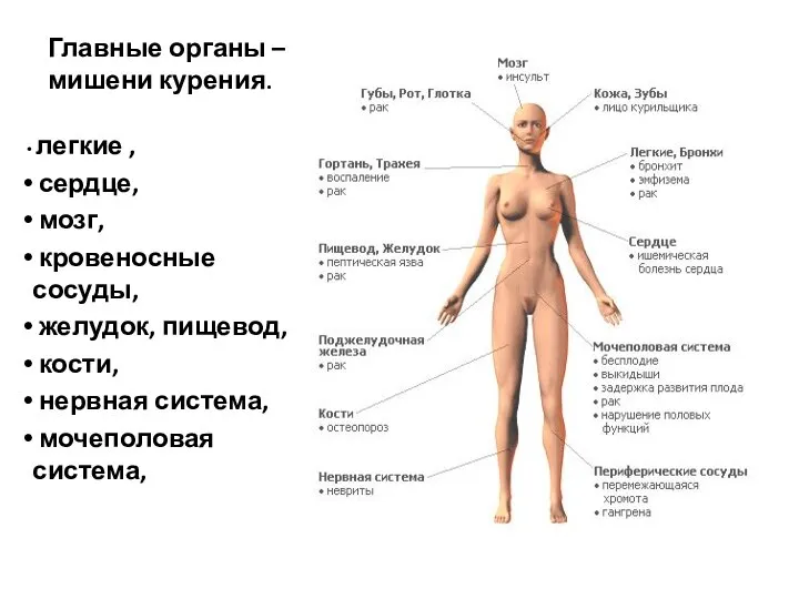 Главные органы – мишени курения. легкие , сердце, мозг, кровеносные сосуды,