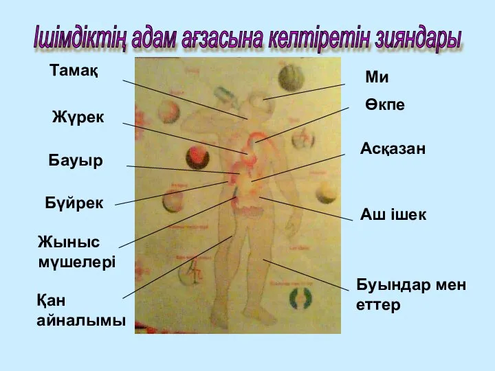 Ішімдіктің адам ағзасына келтіретін зияндары Ми Өкпе Асқазан Аш ішек Буындар