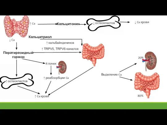 ↓ Ca ↑ Ca Паратиреоидный гормон ↑ остеокластов ↑ реабсорбции Ca