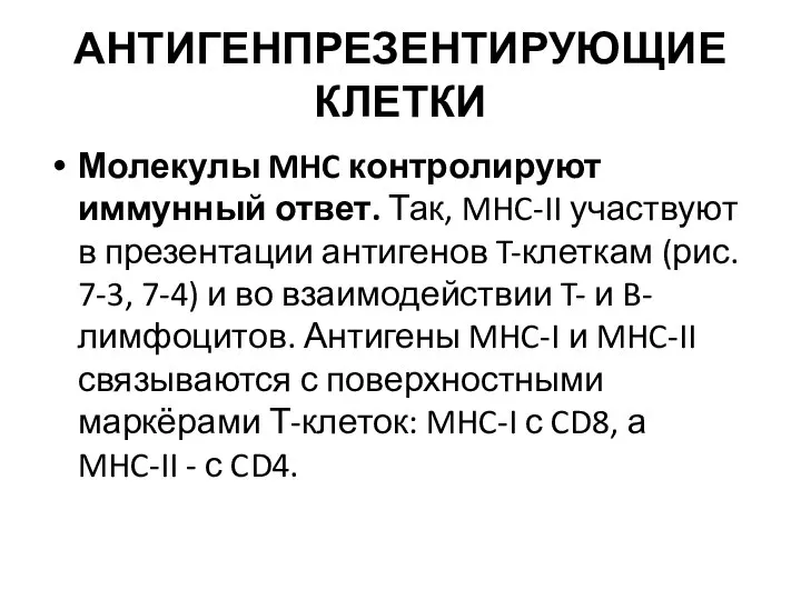 АНТИГЕНПРЕЗЕНТИРУЮЩИЕ КЛЕТКИ Молекулы MHC контролируют иммунный ответ. Так, MHC-II участвуют в