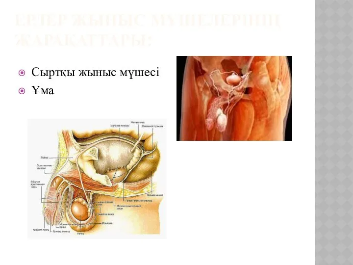 ЕРЛЕР ЖЫНЫС МҮШЕЛЕРІНІҢ ЖАРАҚАТТАРЫ: Сыртқы жыныс мүшесі Ұма