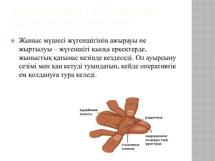 ЖЫНЫС МҮШЕСІ ЖҮГЕНШІГІНІҢ АЖЫРАУЫ НЕ ЖЫРТЫЛУЫ Жыныс мүшесі жүгеншігінің ажырауы не