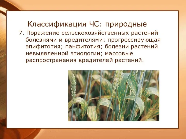 Классификация ЧС: природные 7. Поражение сельскохозяйственных растений болезнями и вредителями: прогрессирующая
