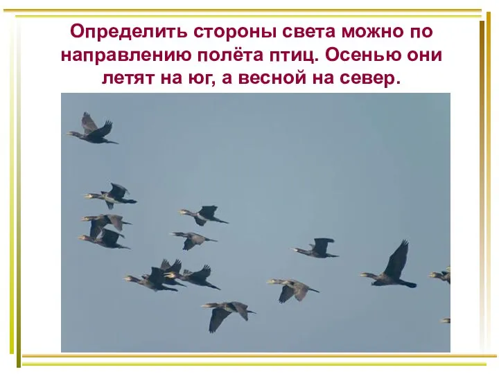 Определить стороны света можно по направлению полёта птиц. Осенью они летят