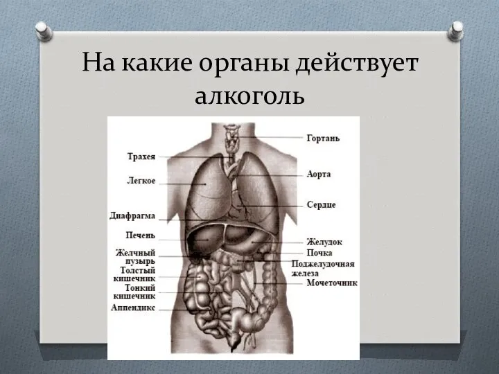 На какие органы действует алкоголь