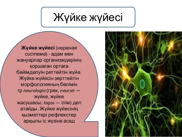 Жүйке жүйесі (нервная система) - адам мен жануарлар организмдерінің қоршаған ортаға