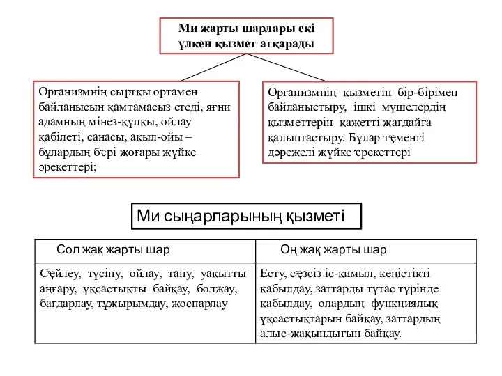 Ми жарты шарлары екі үлкен қызмет атқарады Организмнің сыртқы ортамен байланысын