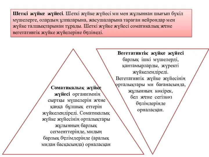 Шеткі жүйке жүйесі. Шеткі жүйке жүйесі ми мен жұлыннан шығып бүкіл