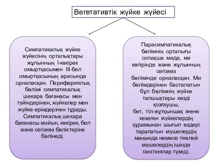 Вегетативтік жүйке жүйесі Парасимпатикалық бөлімнің орталығы сопақша мида, ми көпірінде және