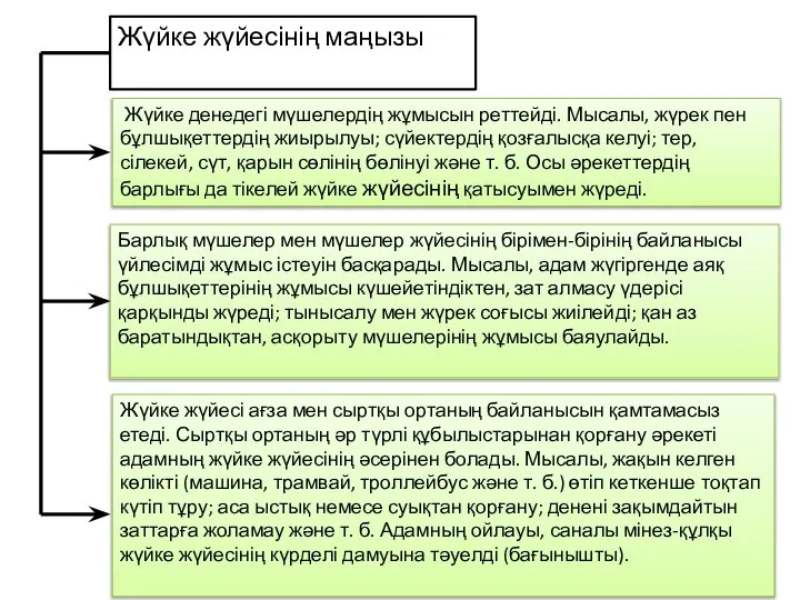 Жүйке денедегі мүшелердің жұмысын реттейді. Мысалы, жүрек пен бұлшықеттердің жиырылуы; сүйектердің