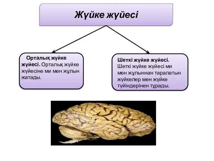 Жүйке жүйесі Орталық жүйке жүйесі. Орталық жүйке жүйесіне ми мен жұлын