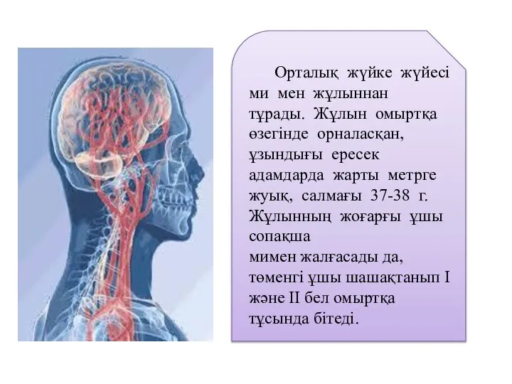 Орталық жүйке жүйесі ми мен жұлыннан тұрады. Жұлын омыртқа өзегінде орналасқан,