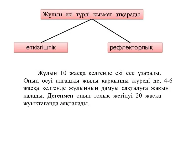 Жұлын екі түрлі қызмет атқарады өткізгіштік рефлекторлық Жұлын 10 жасқа келгенде