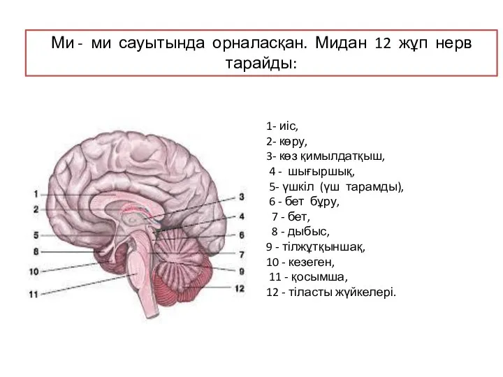 Ми - ми сауытында орналасқан. Мидан 12 жұп нерв тарайды: 1-