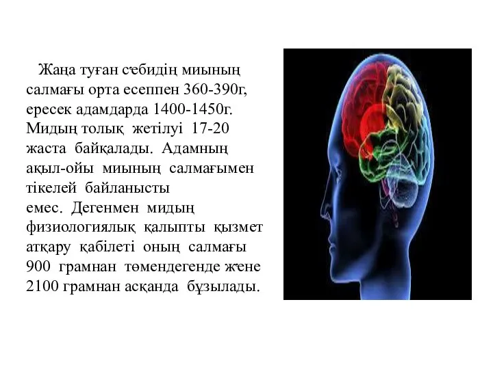 Жаңа туған сҽбидің миының салмағы орта есеппен 360-390г, ересек адамдарда 1400-1450г.