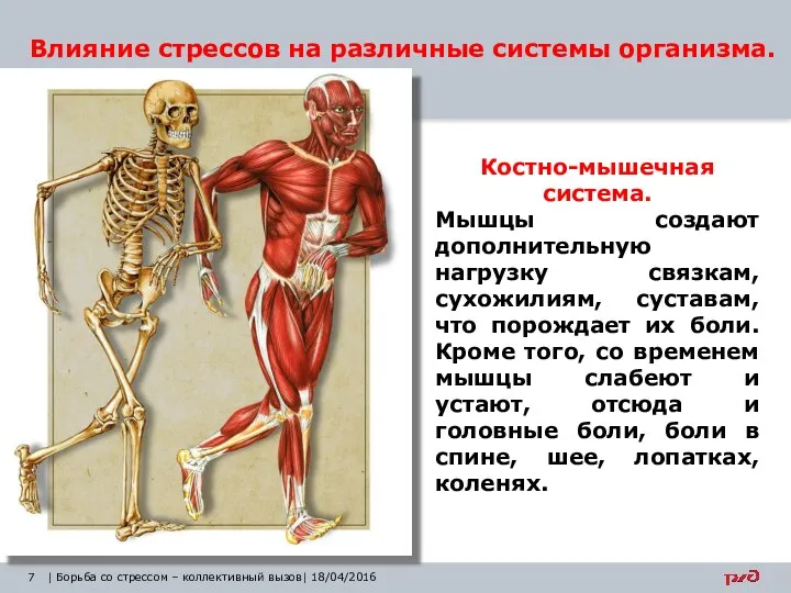 Влияние стрессов на различные системы организма. | Борьба со стрессом –