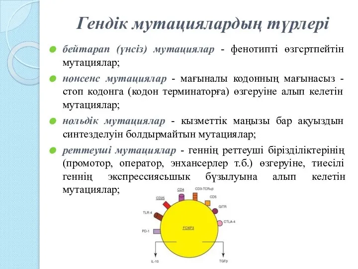 Гендік мутациялардың түрлері бейтарап (үнсіз) мутациялар - фенотипті өзгсртпейтін мутациялар; нонсенс