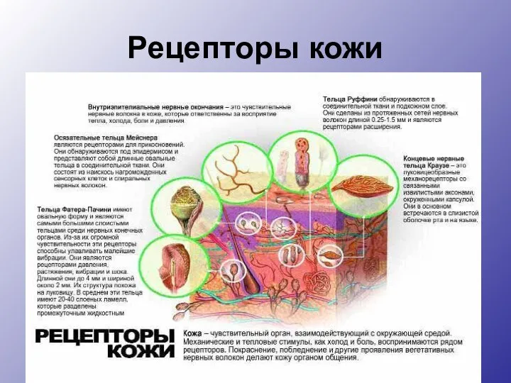 Рецепторы кожи