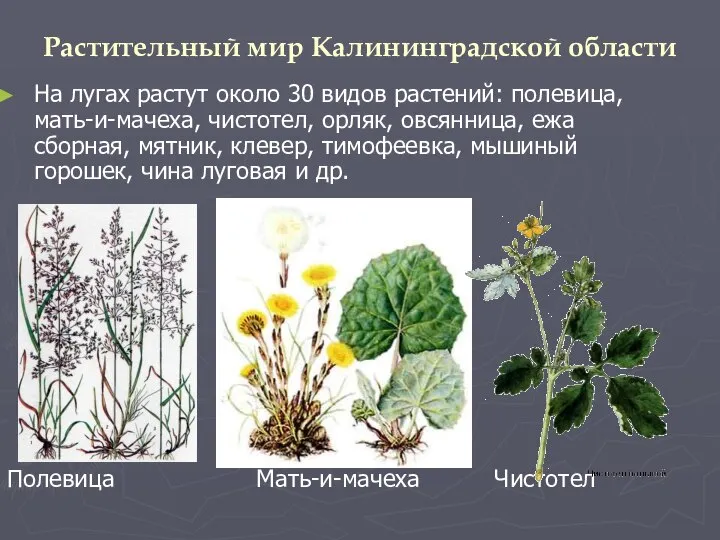 Растительный мир Калининградской области На лугах растут около 30 видов растений: