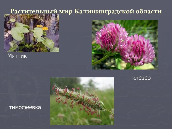 Растительный мир Калининградской области Мятник клевер тимофеевка
