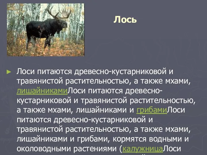 Лось Лоси питаются древесно-кустарниковой и травянистой растительностью, а также мхами, лишайникамиЛоси