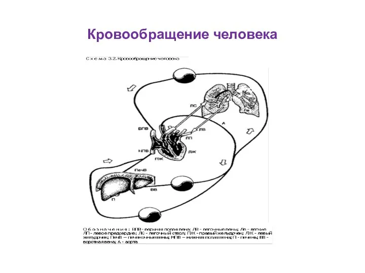 Кровообращение человека