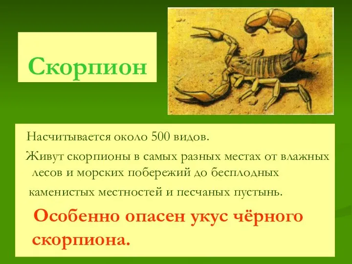 Скорпион Насчитывается около 500 видов. Живут скорпионы в самых разных местах