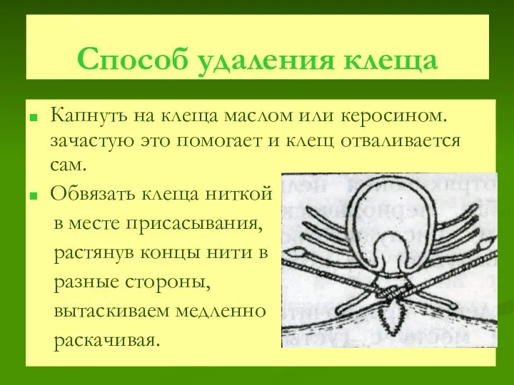 Способ удаления клеща Капнуть на клеща маслом или керосином. зачастую это