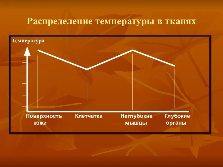 Распределение температуры в тканях Температура Поверхность кожи Клетчатка Неглубокие мышцы Глубокие органы