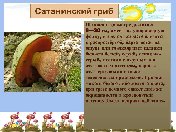 Сатанинский гриб Шляпка в диаметре достигает 8—30 см, имеет полушаровидную форму,