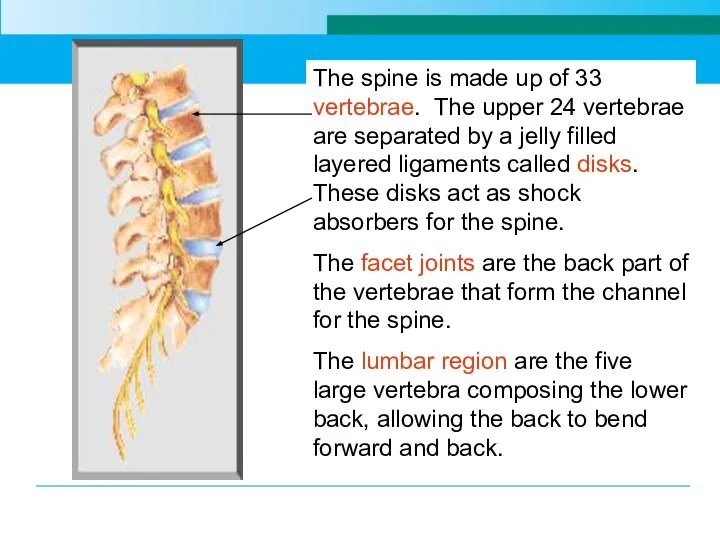 The spine is made up of 33 vertebrae. The upper 24