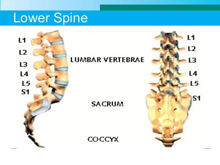 Lower Spine