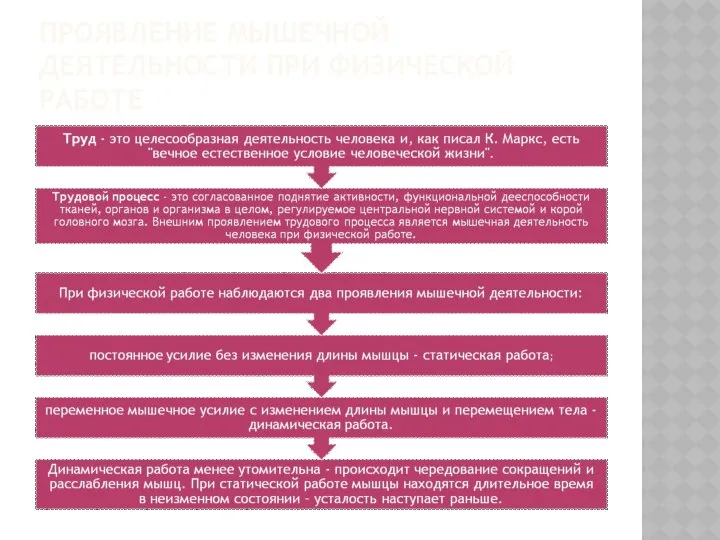 ПРОЯВЛЕНИЕ МЫШЕЧНОЙ ДЕЯТЕЛЬНОСТИ ПРИ ФИЗИЧЕСКОЙ РАБОТЕ