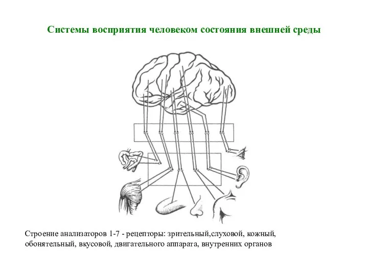 Системы восприятия человеком состояния внешней среды Строение анализаторов 1-7 - рецепторы: