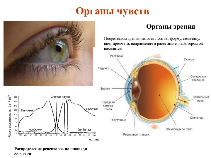 Органы чувств Органы зрения Распределение рецепторов по площади сетчатки Посредством зрения