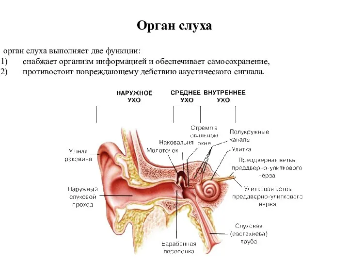 Орган слуха орган слуха выполняет две функции: снабжает организм информацией и