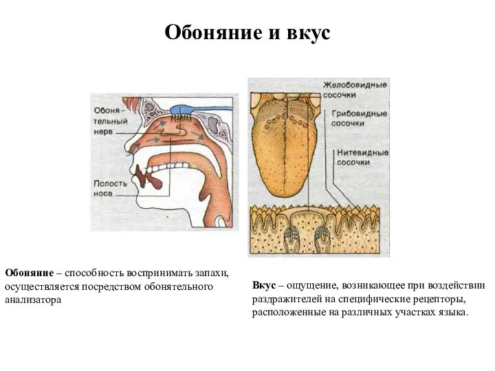 Обоняние и вкус Обоняние – способность воспринимать запахи, осуществляется посредством обонятельного