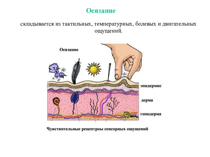 складывается из тактильных, температурных, болевых и двигательных ощущений. Осязание